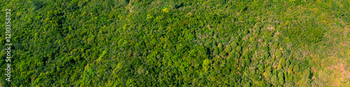 Aerial view of forest with Mediterranean pine trees. Green nature background. Horizontal banner