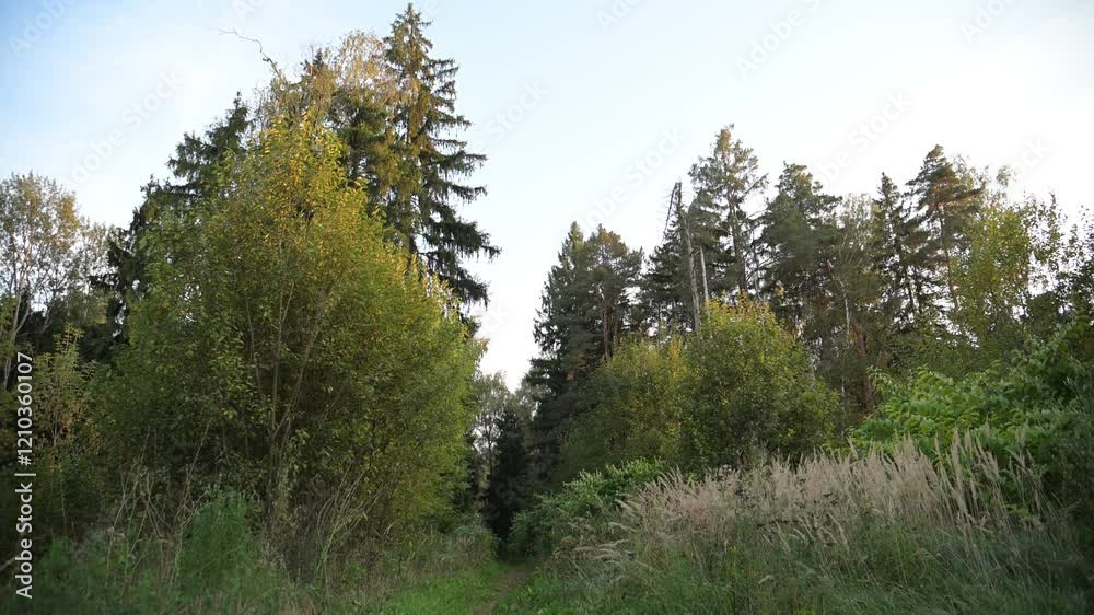A mysterious forest with tall trees in autumn. Drying autumn grass in a forest glade swings beautifully in the wind A mysterious forest with tall trees in autumn. Drying autumn grass in a forest glade swings beautifully in the wind