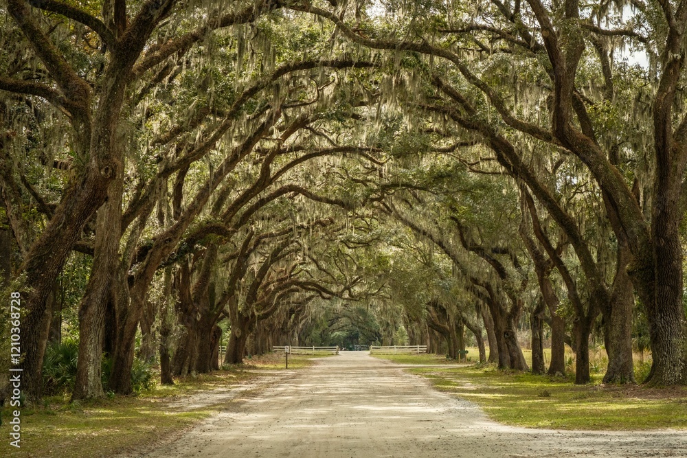 Avenue of oak trees at Wormsloe State Historic Site, Savannah, Georgia Avenue of oak trees at Wormsloe State Historic Site, Savannah, Georgia