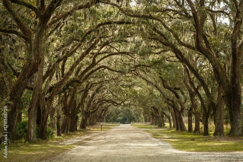 Obraz na płótnie Avenue of oak trees at Wormsloe State Historic Site, Savannah, Georgia w salonie