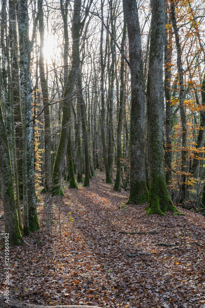 Obraz premium Bois de Versoix à la fin de l'automne 
