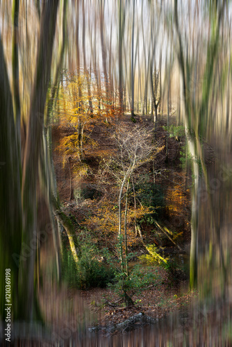 Bois de Versoix à la fin de l'automne , flou artistique photo