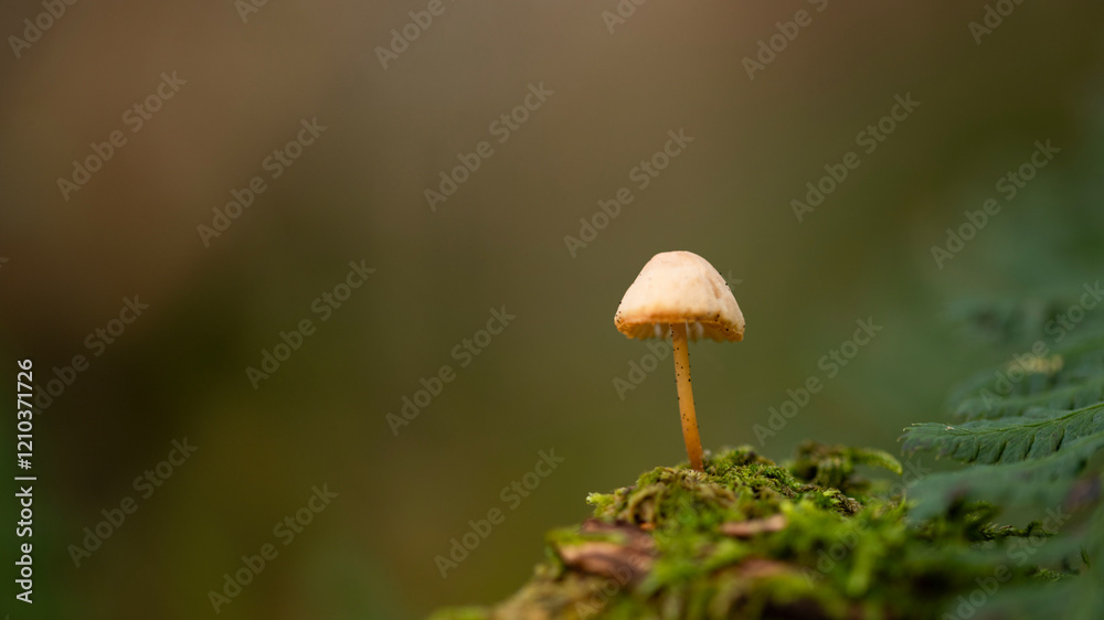 mushroom in the forest mushroom in the forest