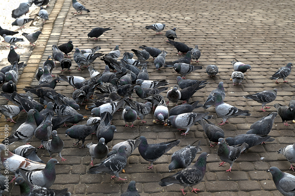 Obraz premium a lot of pigeons on the pavement