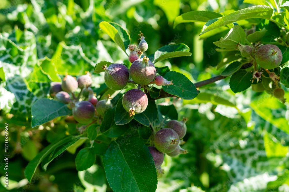 apple ovaries on an apple tree apple ovaries on an apple tree