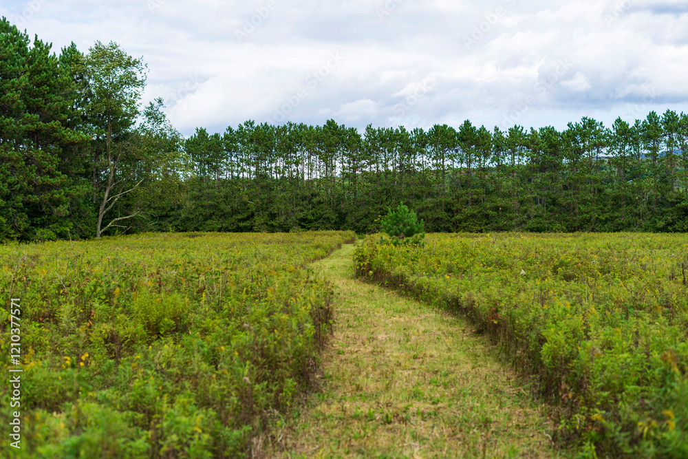 Fototapeta premium A meadow framed by trees and overgrown with grass