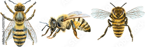 Bees watercolor illustration. Watercolor painting art. Hand painted.