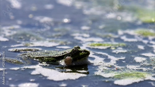 Marsh frog (Pelophylax ridibundus) in a lake, 4K video.