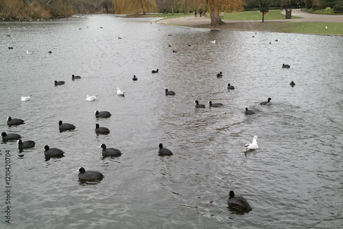 bird in river