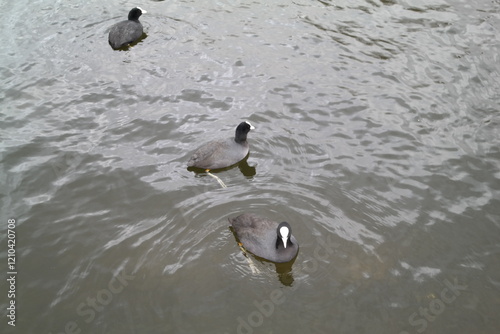 coot