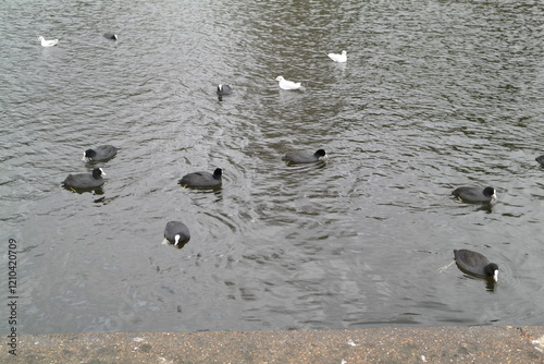coot