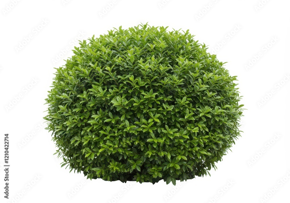 Fototapeta premium A dense green bush with glossy leaves isolated on a white background