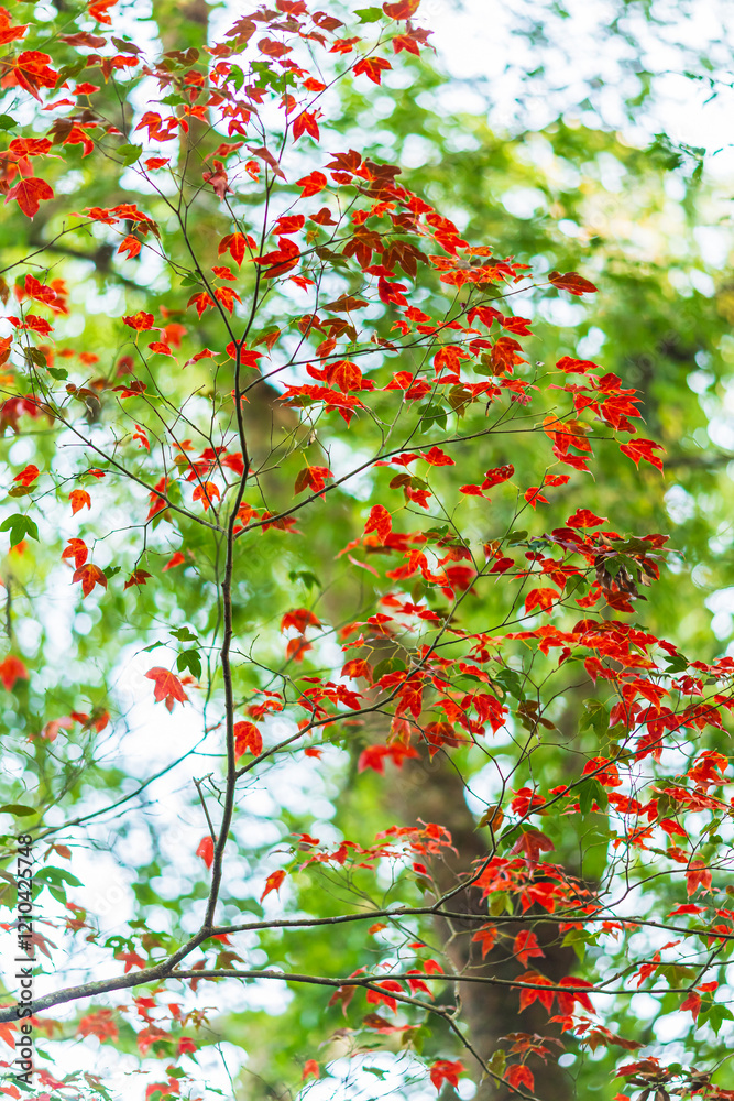 red Maple leaf on the green moss of Old hut wooden political and military school at Phu hin Rong Kla National Park Nakhon Thai District in Phitsanulok, Thailand.