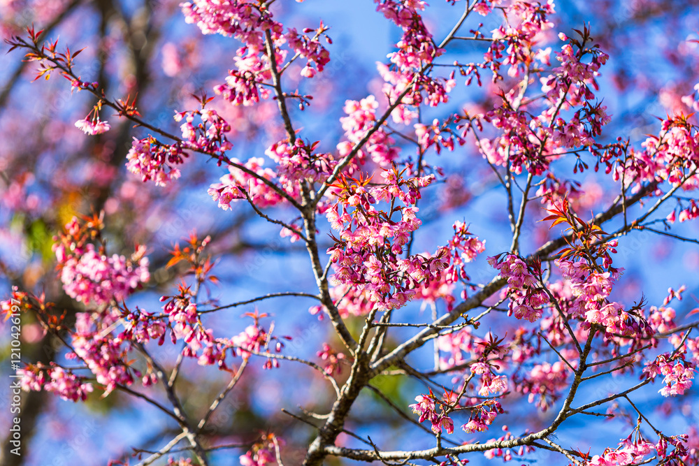 Cherry flower with a pink sakura Prunus cerasoides or Wild Himalayan Cherry,Giant tiger flower and blue sky in Phu Lom Lo ,Phetchabun, Thailand.