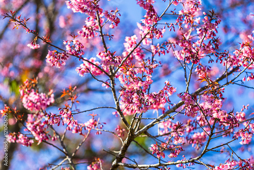 Obraz na płótnie Cherry flower with a pink sakura Prunus cerasoides or Wild Himalayan Cherry,Giant tiger flower and blue sky in Phu Lom Lo ,Phetchabun, Thailand. w salonie