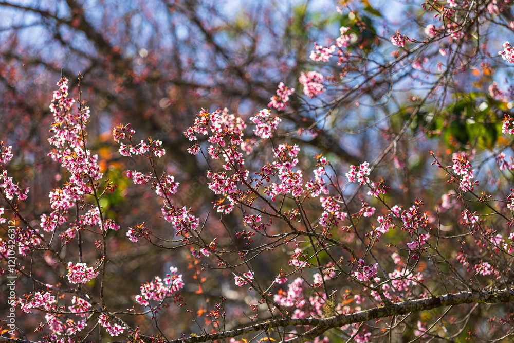 Cherry flower with a pink sakura Prunus cerasoides or Wild Himalayan Cherry,Giant tiger flower and blue sky in Phu Lom Lo ,Phetchabun, Thailand.