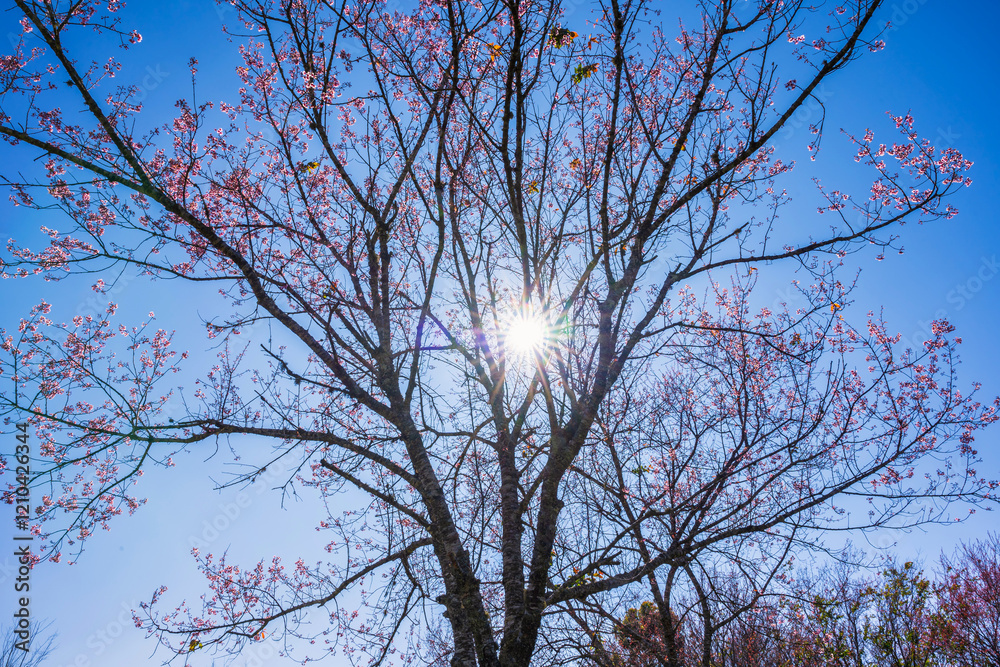 Cherry flower with a pink sakura Prunus cerasoides or Wild Himalayan Cherry,Giant tiger flower and blue sky in Phu Lom Lo ,Phetchabun, Thailand.