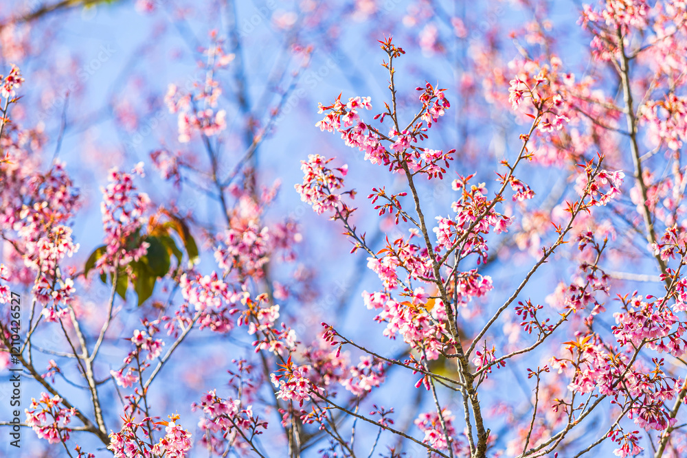 Cherry flower with a pink sakura Prunus cerasoides or Wild Himalayan Cherry,Giant tiger flower and blue sky in Phu Lom Lo ,Phetchabun, Thailand.