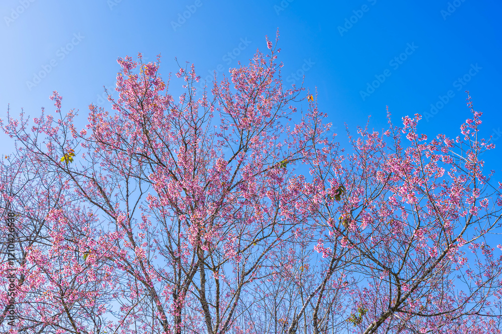 Cherry flower with a pink sakura Prunus cerasoides or Wild Himalayan Cherry,Giant tiger flower and blue sky in Phu Lom Lo ,Phetchabun, Thailand.