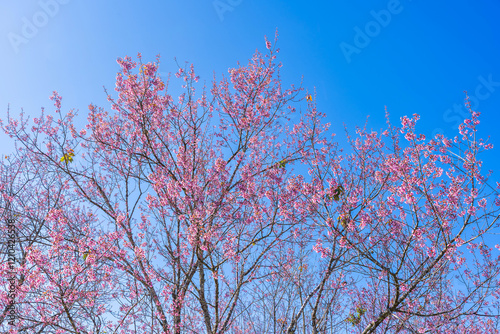 Obraz na płótnie Cherry flower with a pink sakura Prunus cerasoides or Wild Himalayan Cherry,Giant tiger flower and blue sky in Phu Lom Lo ,Phetchabun, Thailand. w salonie