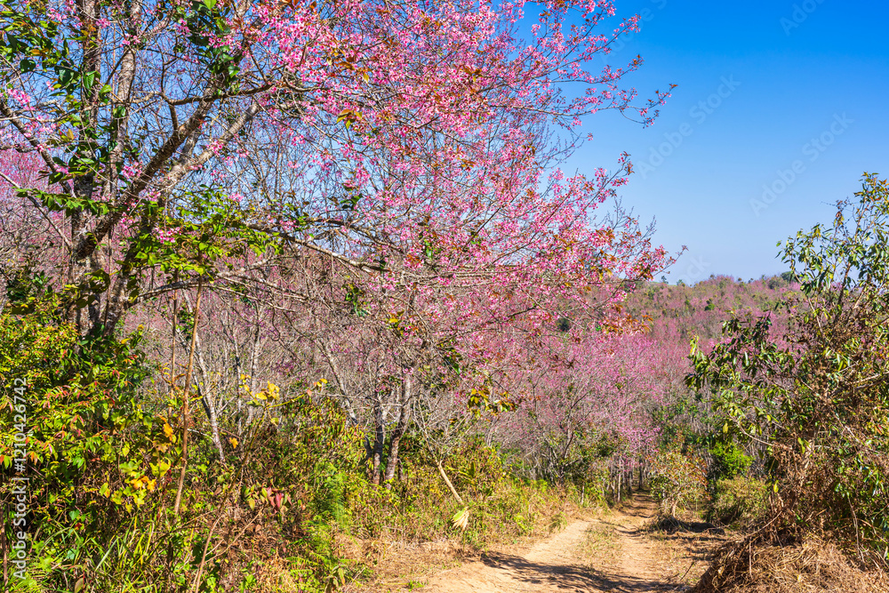 Cherry flower with a pink sakura Prunus cerasoides or Wild Himalayan Cherry,Giant tiger flower and blue sky in Phu Lom Lo ,Phetchabun, Thailand.