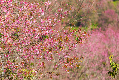 Obraz na płótnie Cherry flower with a pink sakura Prunus cerasoides or Wild Himalayan Cherry,Giant tiger flower and blue sky in Phu Lom Lo ,Phetchabun, Thailand. w salonie