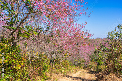 Obraz na płótnie Cherry flower with a pink sakura Prunus cerasoides or Wild Himalayan Cherry,Giant tiger flower and blue sky in Phu Lom Lo ,Phetchabun, Thailand. w salonie