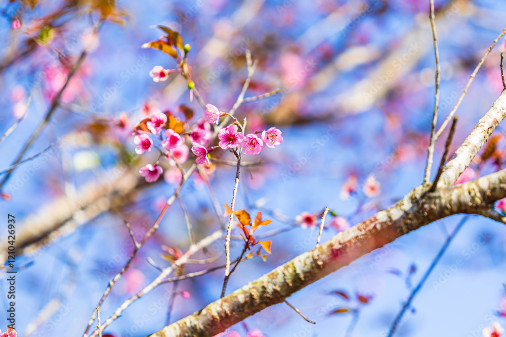 Cherry flower with a pink sakura Prunus cerasoides or Wild Himalayan Cherry,Giant tiger flower and blue sky in Phu Lom Lo ,Phetchabun, Thailand.