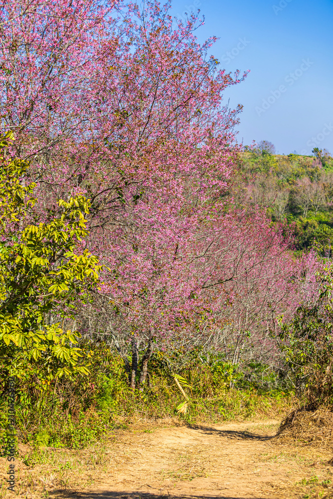 Cherry flower with a pink sakura Prunus cerasoides or Wild Himalayan Cherry,Giant tiger flower and blue sky in Phu Lom Lo ,Phetchabun, Thailand.
