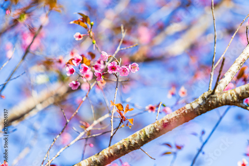 Obraz na płótnie Cherry flower with a pink sakura Prunus cerasoides or Wild Himalayan Cherry,Giant tiger flower and blue sky in Phu Lom Lo ,Phetchabun, Thailand. w salonie