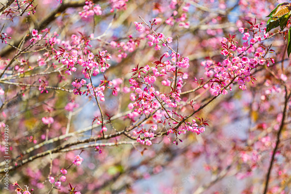 Cherry flower with a pink sakura Prunus cerasoides or Wild Himalayan Cherry,Giant tiger flower and blue sky in Phu Lom Lo ,Phetchabun, Thailand.