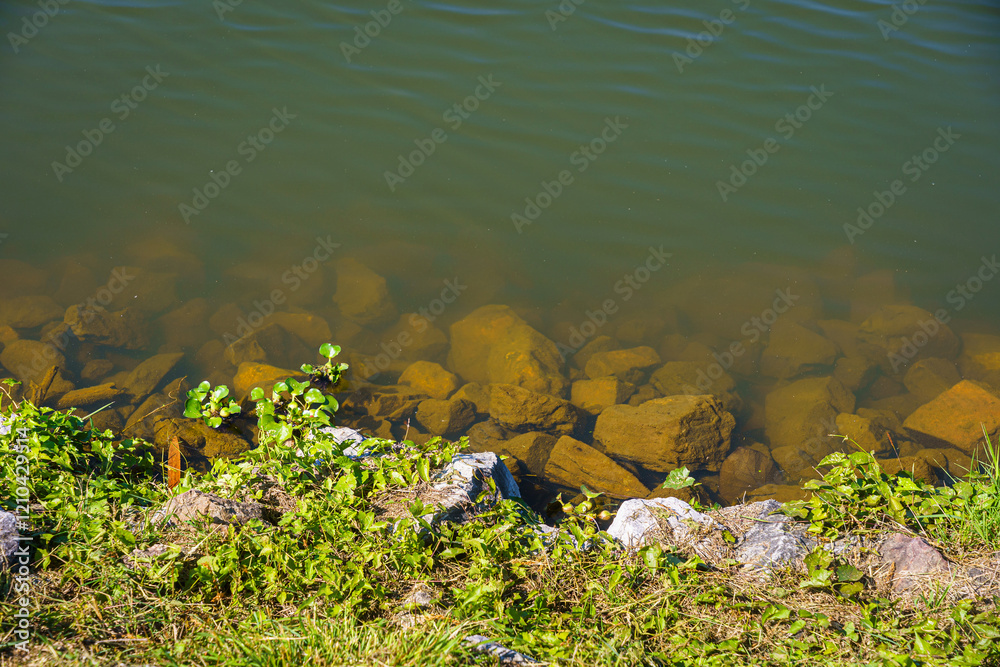 weed flower or Wild everlasting field blooming lake views grass in nature at sunset warm summer views spring