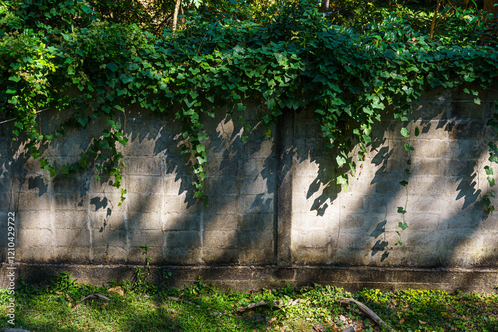 Texture of Abstract old white brick cement wall Where the sun shines in building and green grass plants with green vine leaves that grows naturally background background copy space