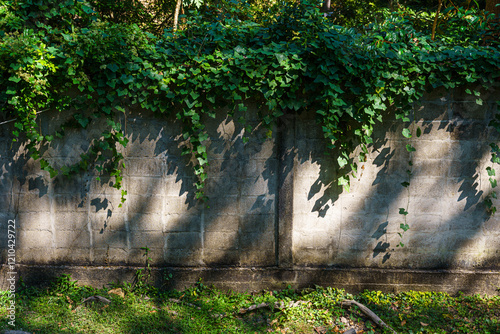 Obraz na płótnie Texture of Abstract old white brick cement wall Where the sun shines in building and green grass plants with green vine leaves that grows naturally background background copy space w salonie