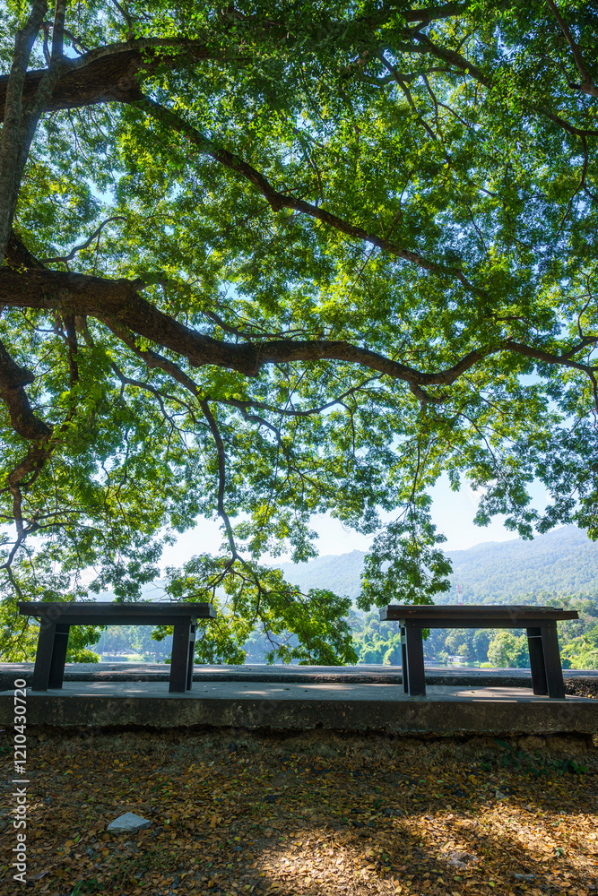 Two chairs empty on green grass at park in nature forest Mountain views spring bright blue sky weather nature abstract clear texture with white clouds summer light sun day.