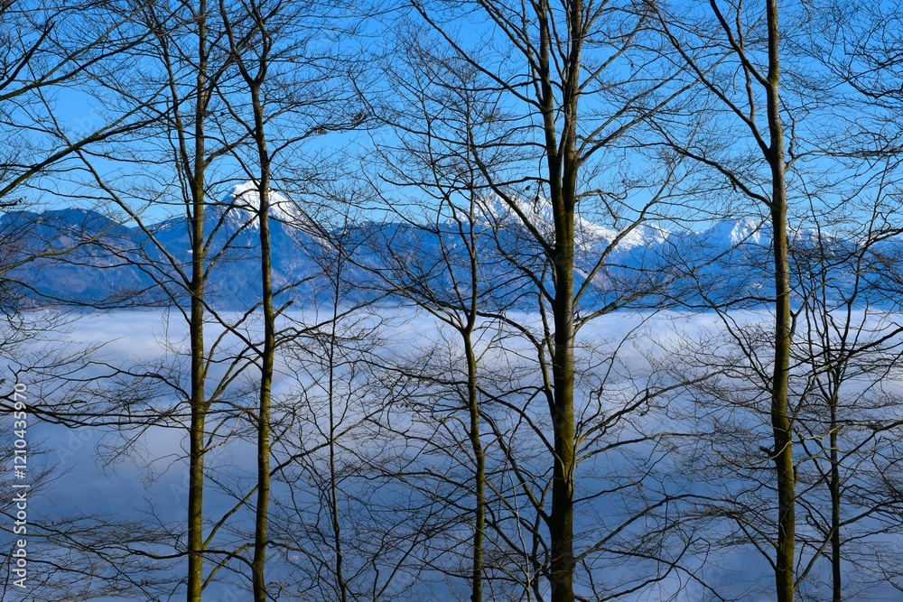 Obraz premium Temperate, deciduous beech (Fagus sylvatica) forest with mountains in the background in Gorenjska, Slovenia