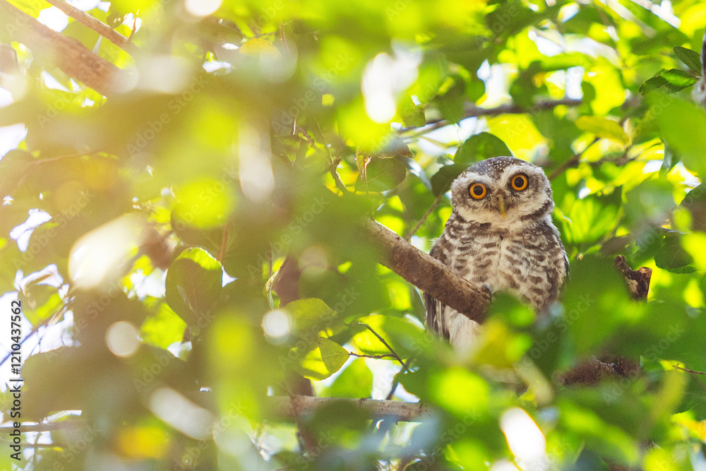 An owl beautiful bird perching on branch in the forest with green background in Thailand. An owl beautiful bird perching on branch in the forest with green background in Thailand.
