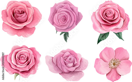 set of pink roses isolated on white