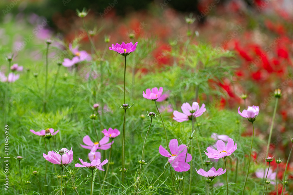 Vibrant cosmos bipinnatus flowers bloom in a lush garden during springtime Vibrant cosmos bipinnatus flowers bloom in a lush garden during springtime