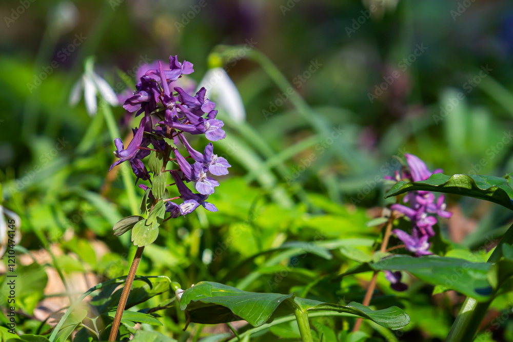 Corydalis blooms in spring in the wild in the forest Corydalis blooms in spring in the wild in the forest
