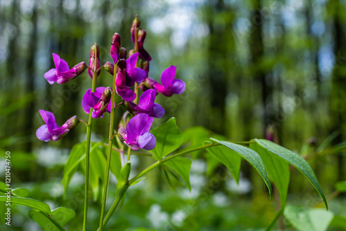 Lathyrus vernus in bloom, early spring vechling flower with blosoom and green leaves growing in forest, macro photo