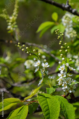 Selective focus photo. Bird cherry tree , Prunus padus blooming photo