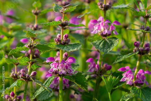 Pink flowers of spotted dead-nettle Lamium maculatum. Medicinal plants in the garden photo