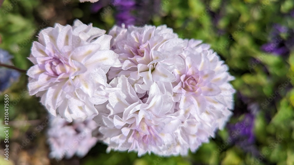 purple and white