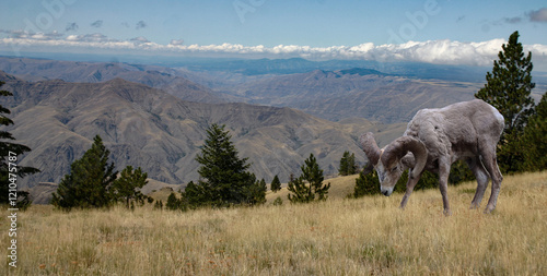 pholo of mountain sheep on the breaks of the Salmon River in Idaho
