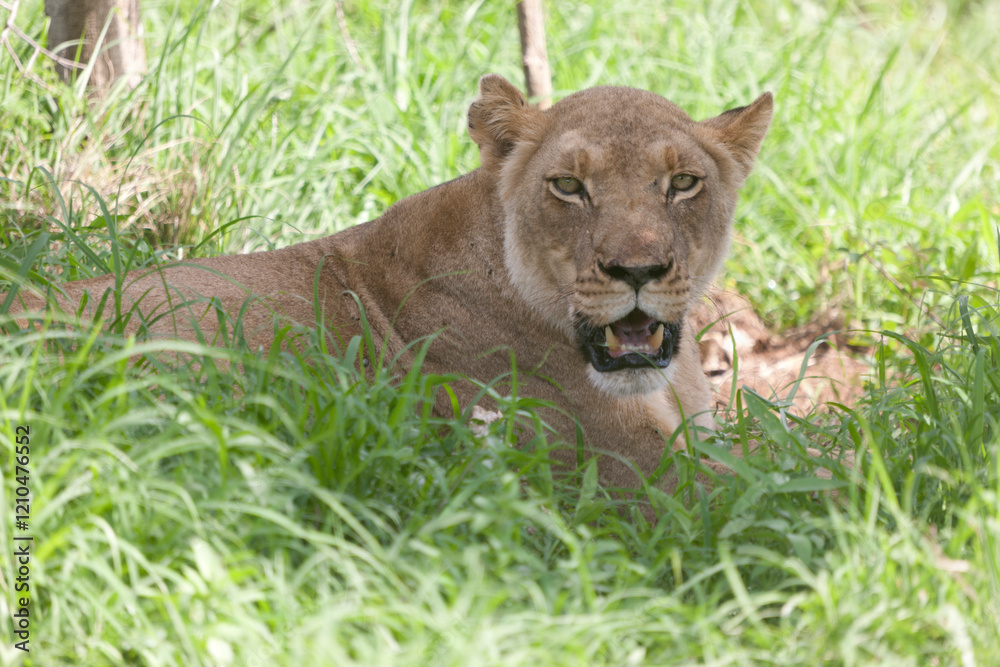 Fototapeta premium Lion close up