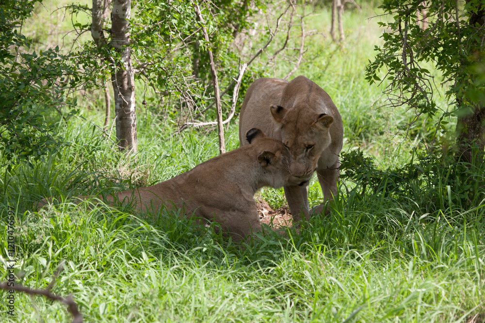 Naklejka premium Lion close up