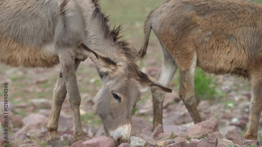 A wild donkey grazes near a patch of grass, carefully nibbling on small rocks and vegetation during late afternoon light, showcasing its natural behavior A wild donkey grazes near a patch of grass, carefully nibbling on small rocks and vegetation during late afternoon light, showcasing its natural behavior