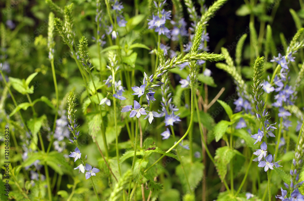 In nature, among the herbs grows veronica teucrium In nature, among the herbs grows veronica teucrium