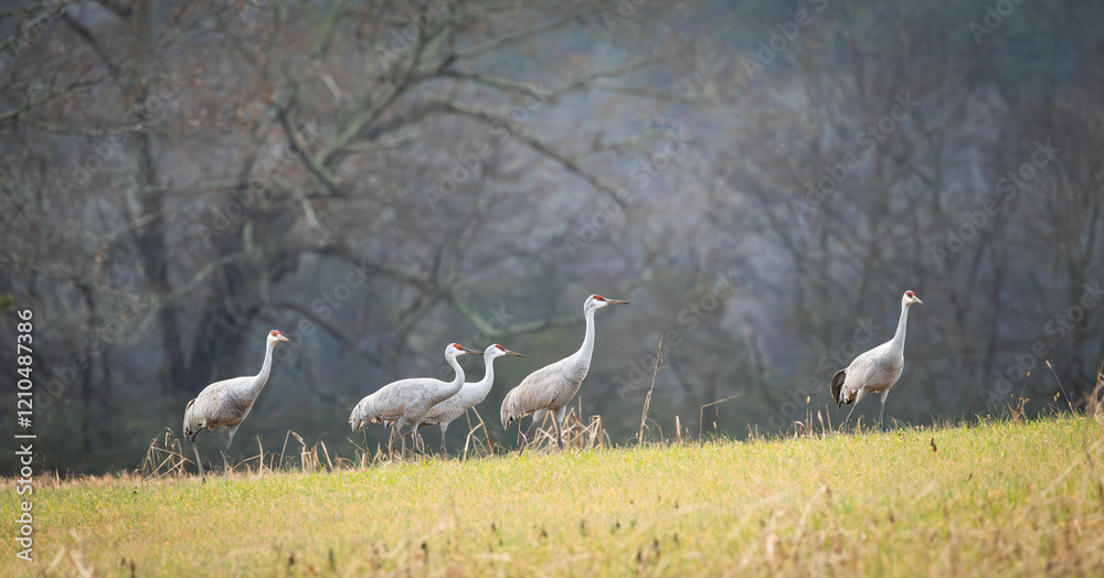 Fototapeta premium Sandhill Cranes foraging in tall grass at Hiwassee Sandhill Crane Refuge in Tennessee. Large North American migratory crane in habitat.